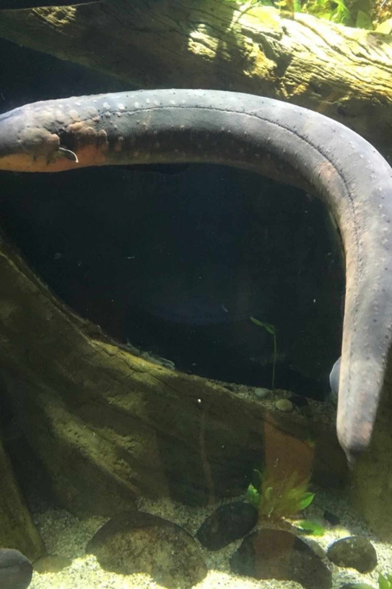 マンダイの水族館施設のデンキウナギ