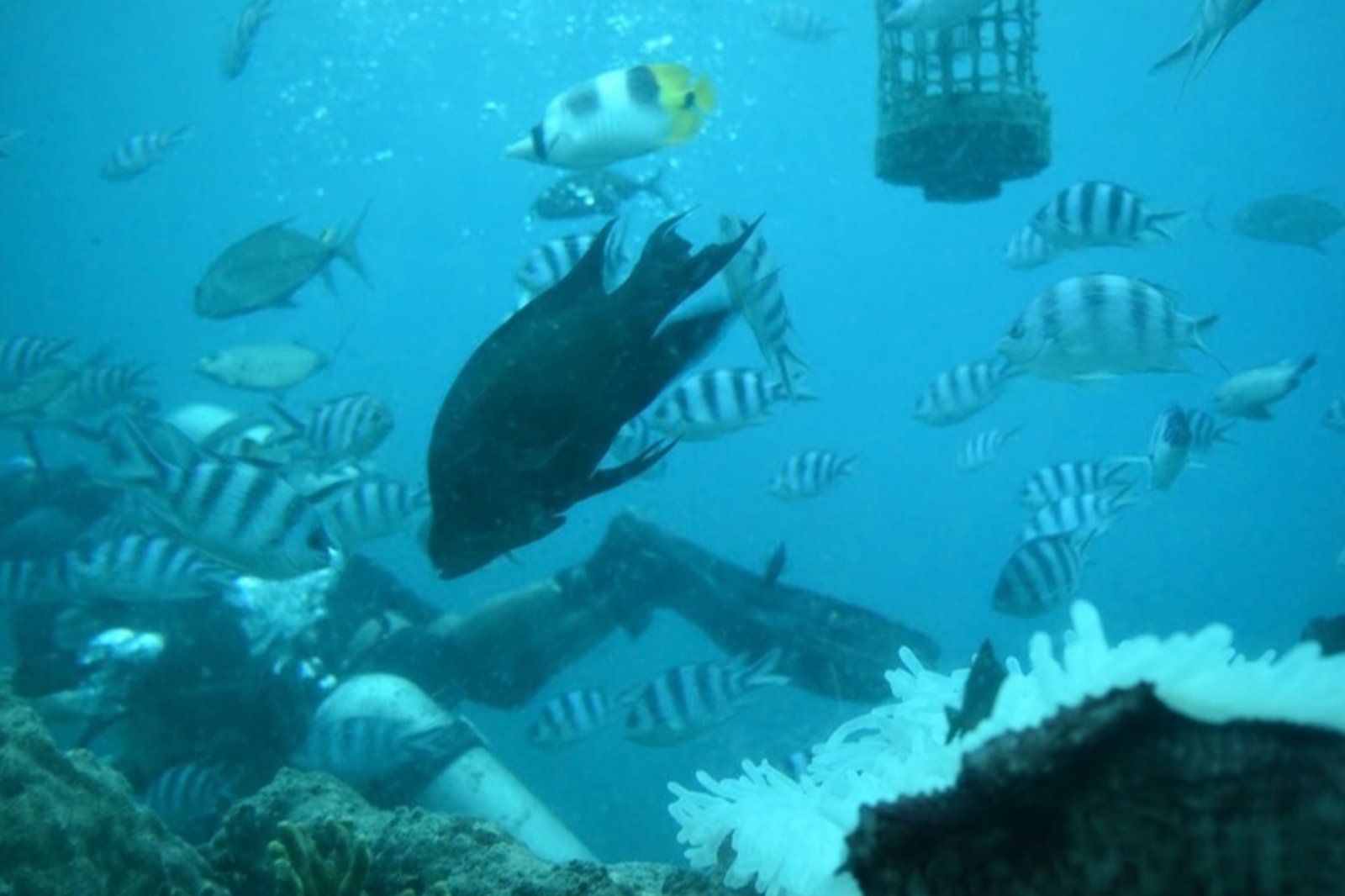 青い海中で泳ぐ大量の熱帯魚とダイバー