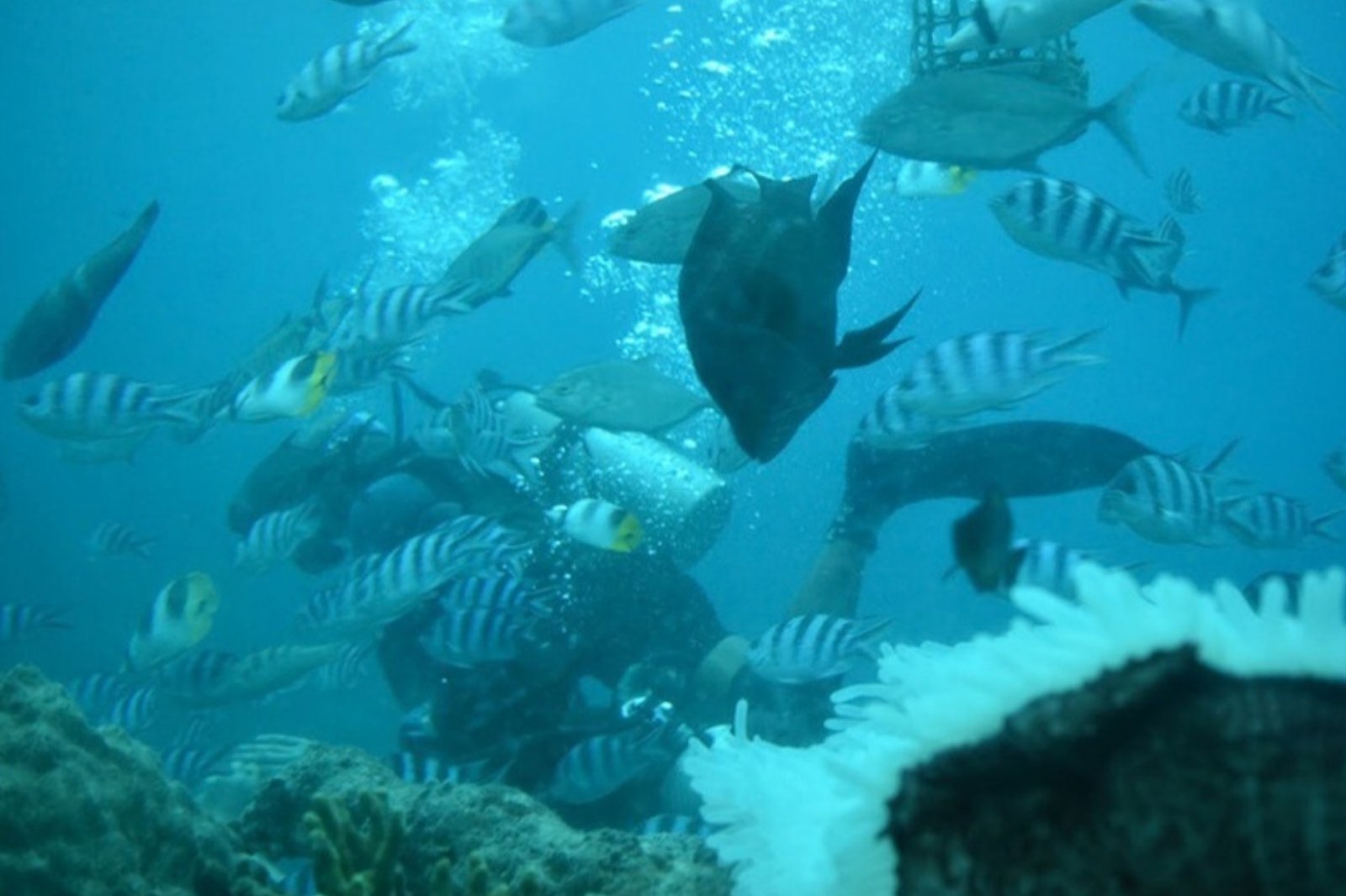 熱帯魚が群がるグアムの海中